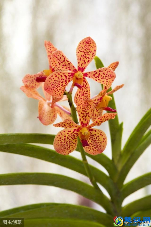 “奇葩”原来是夸人的意思！一分钟明白“奇葩”一词的出处