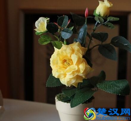 被称为花中皇后，是北京市的市花，煮粥喝还有意想不到的作用！