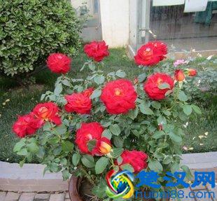 被称为花中皇后，是北京市的市花，煮粥喝还有意想不到的作用！