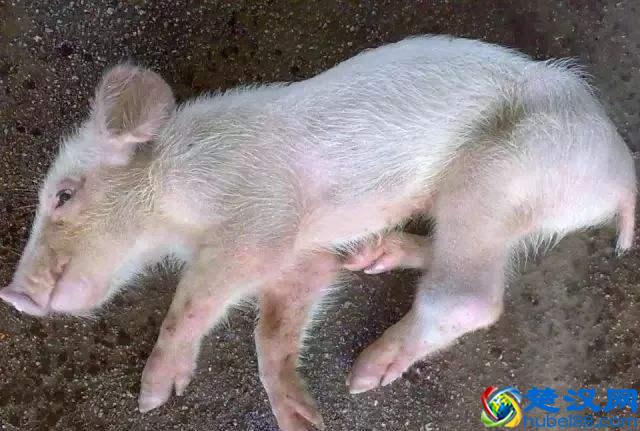 猪链球菌感染应该怎么治