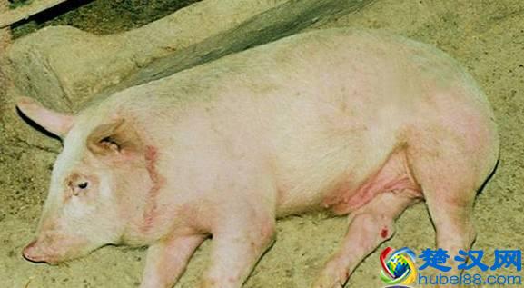 猪链球菌感染应该怎么治