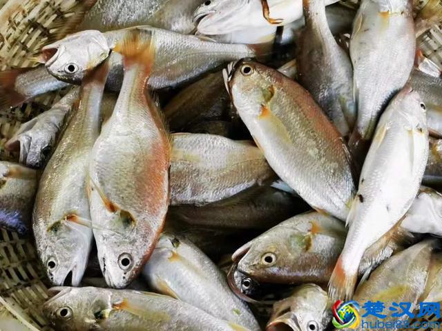 烟台海鲜便宜了！最新的海产品价格出炉！