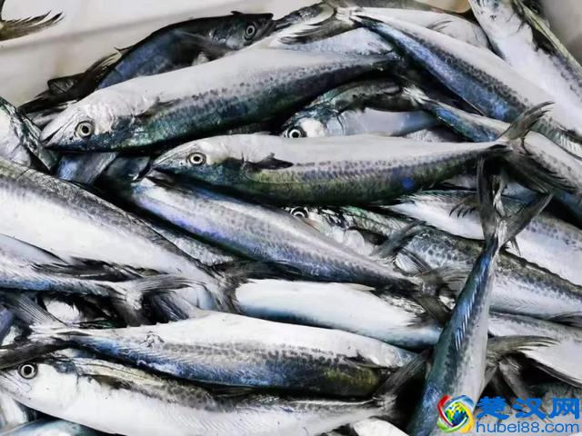 烟台海鲜便宜了！最新的海产品价格出炉！