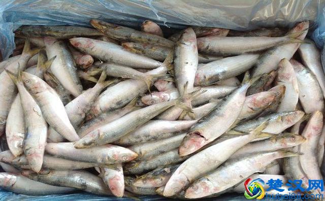 日本青花鱼罐头热销 水产公司却“忧心忡忡”