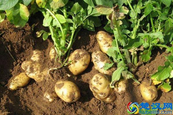 马铃薯种植结薯少是什么原因？（附管理措施）