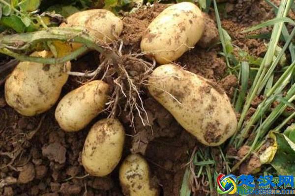 马铃薯种植结薯少是什么原因？（附管理措施）