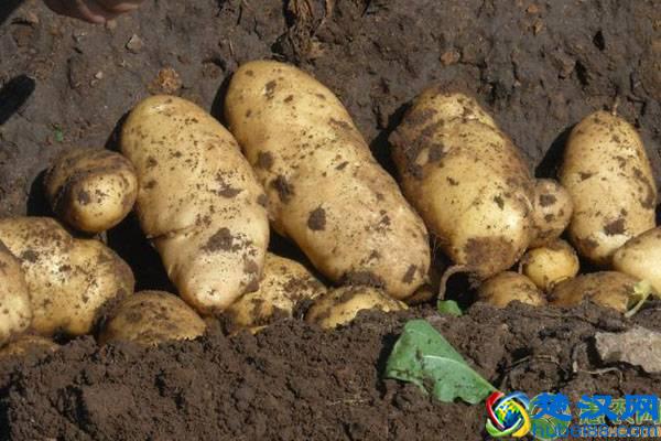 马铃薯种植结薯少是什么原因？（附管理措施）