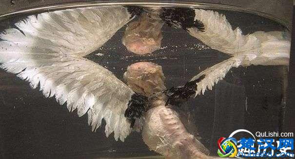 你知道为什么福尔马林可以保持尸体的不腐烂吗？