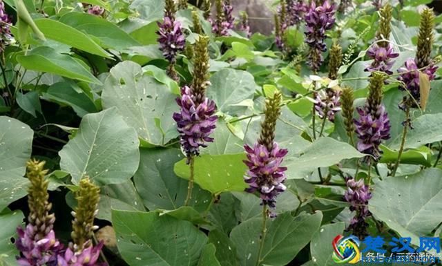 「每天一剂」：葛根的功效与作用