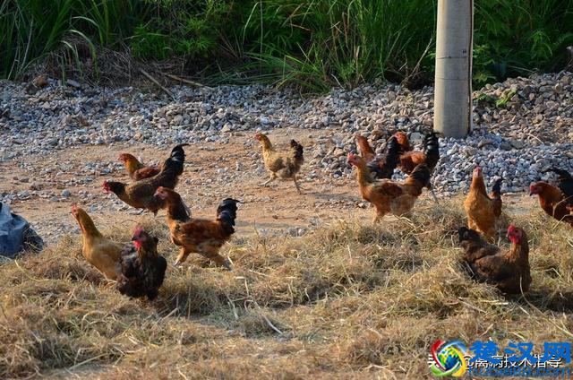 鸡子拉黄白便、清水便治疗总是反反复复，究竟是什么原因引起的？