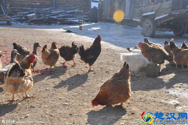 鸡子拉黄白便、清水便治疗总是反反复复，究竟是什么原因引起的？