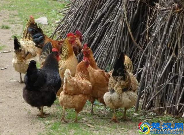 鸡子拉黄白便、清水便治疗总是反反复复，究竟是什么原因引起的？