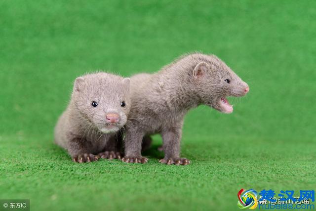 做好水貂冬毛生长期的管理工作