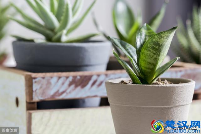 什么方式净化室内空气最有效？