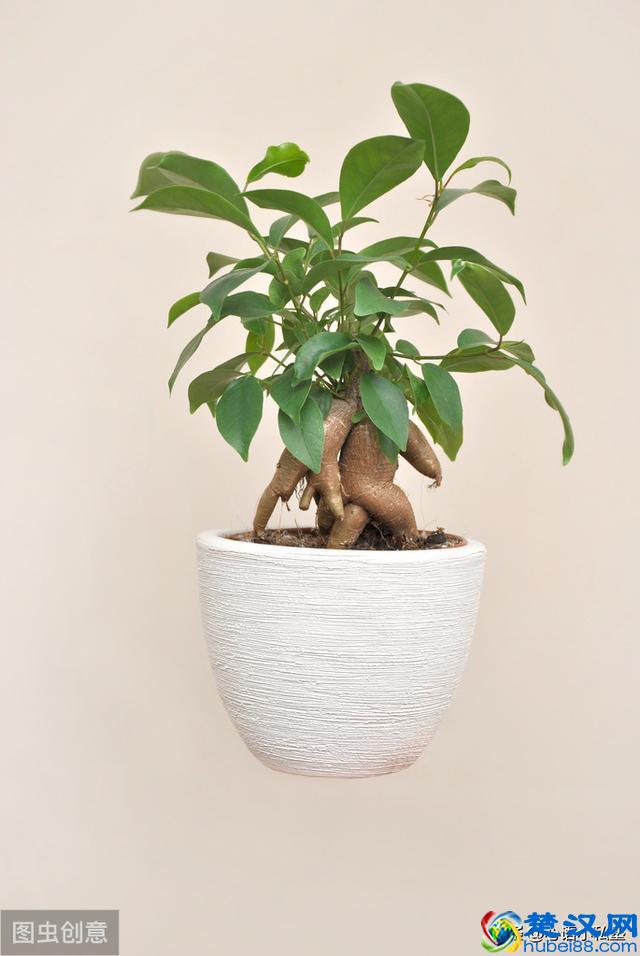 什么方式净化室内空气最有效？