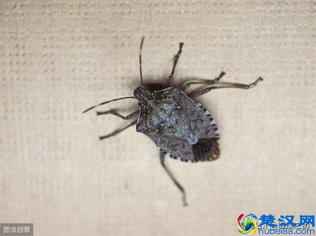 被臭虫咬伤怎么办？它可比蚊子厉害多了！