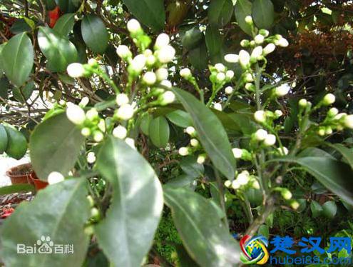 药食同源—代代花