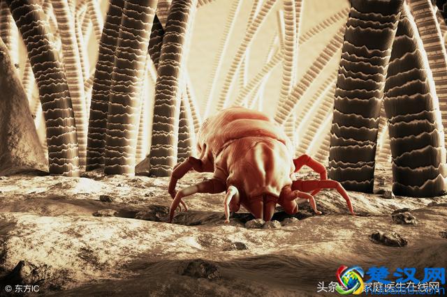 怎么去掉脸上的螨虫？记住2个“天然除螨法”，把螨虫一点点扼杀