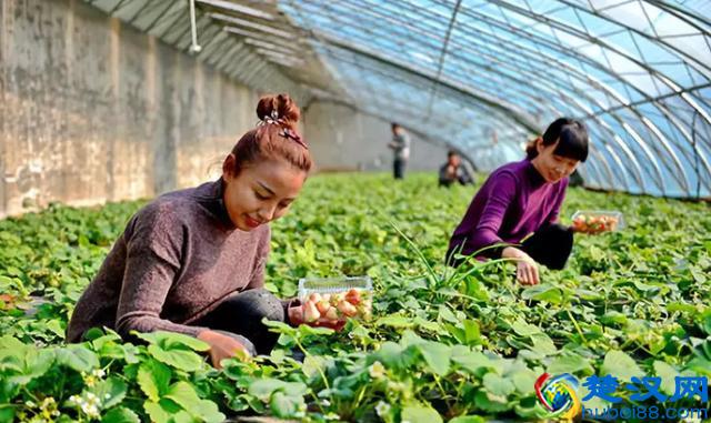 农业综合开发是什么？主要扶持什么项目？