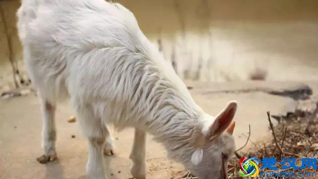 农业综合开发是什么？主要扶持什么项目？