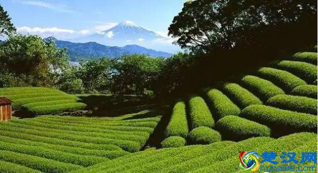 农业综合开发是什么？主要扶持什么项目？