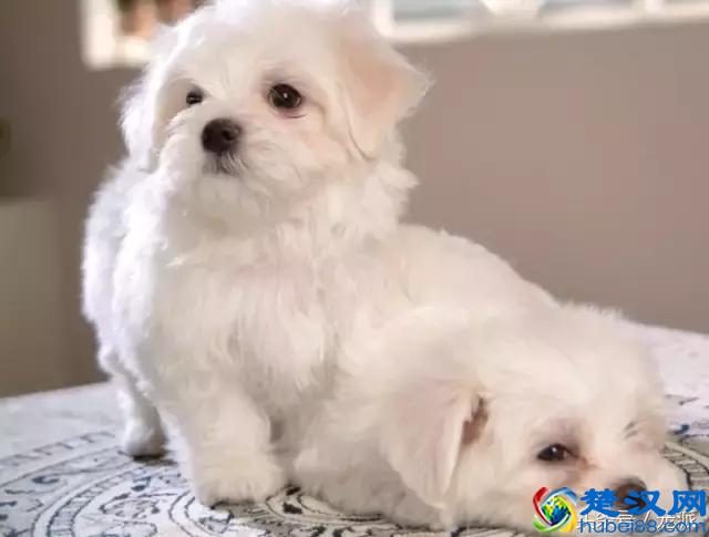 如何正确的喂狗粮，你知道吗？