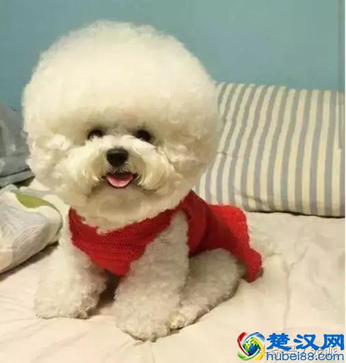 如何正确的喂狗粮，你知道吗？