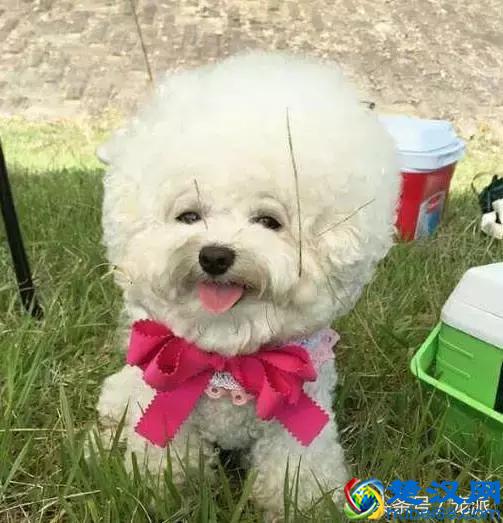 如何正确的喂狗粮，你知道吗？