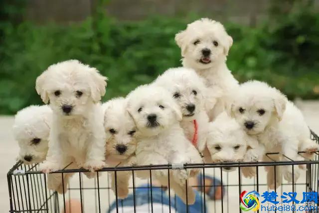 如何正确的喂狗粮，你知道吗？