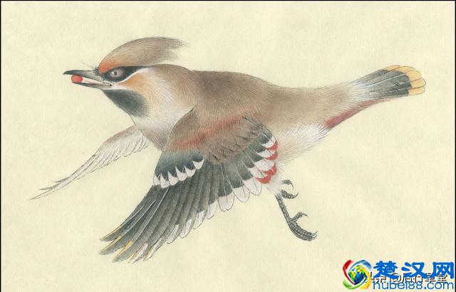 24种鸟类设色教程之———太平鸟