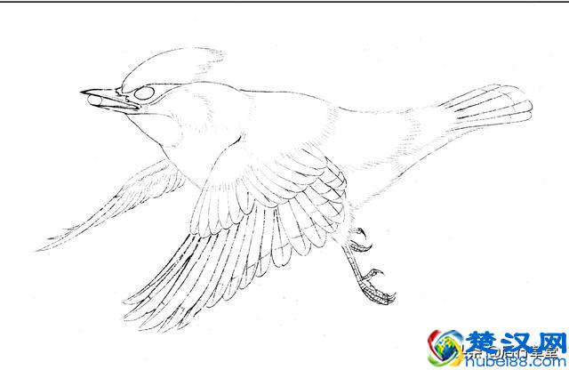 24种鸟类设色教程之———太平鸟