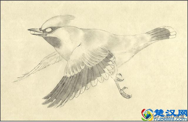 24种鸟类设色教程之———太平鸟