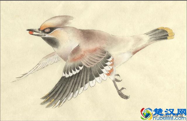 24种鸟类设色教程之———太平鸟