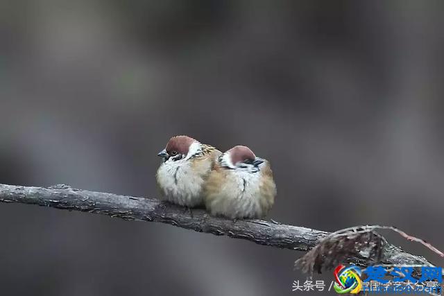 写意太平鸟画法步骤