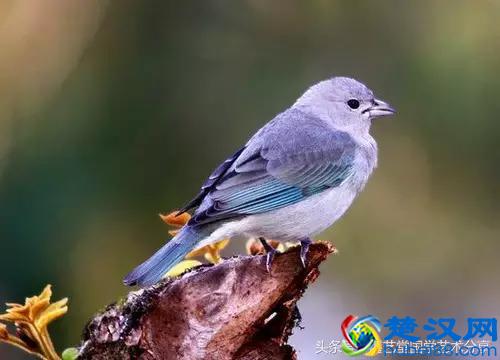 写意太平鸟画法步骤