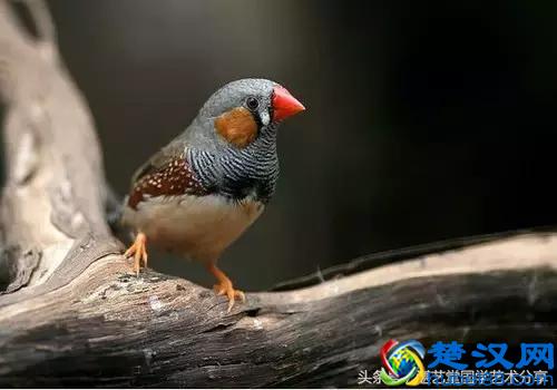 写意太平鸟画法步骤