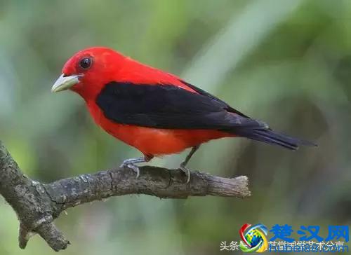 写意太平鸟画法步骤