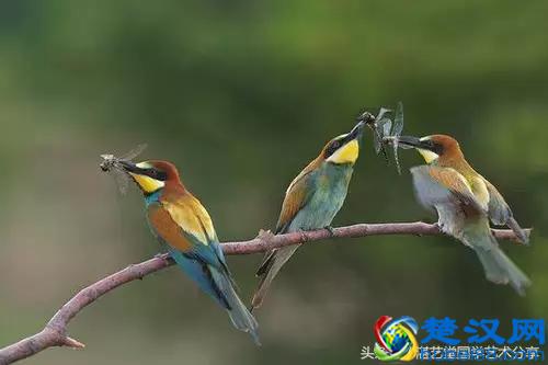 写意太平鸟画法步骤