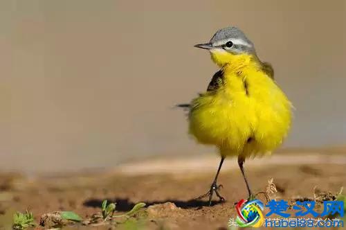 写意太平鸟画法步骤