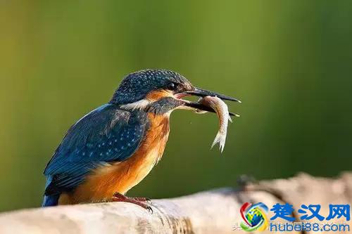 写意太平鸟画法步骤