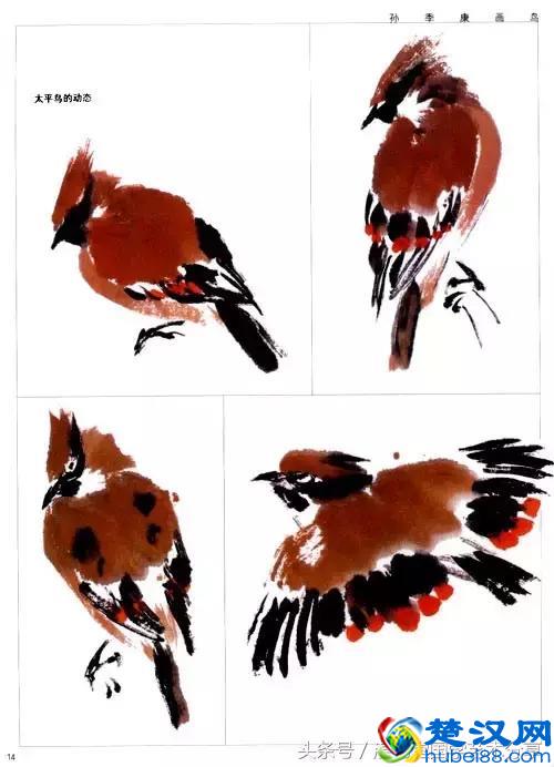 写意太平鸟画法步骤