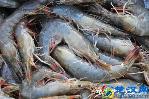 吃了这么多年虾，你能分清品种吗？