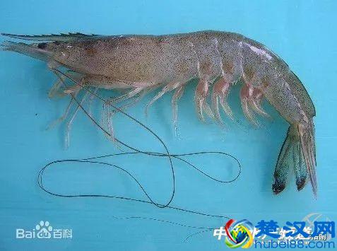 吃了这么多年虾，你能分清品种吗？