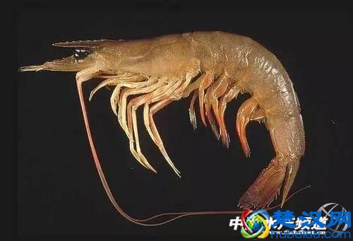 吃了这么多年虾，你能分清品种吗？
