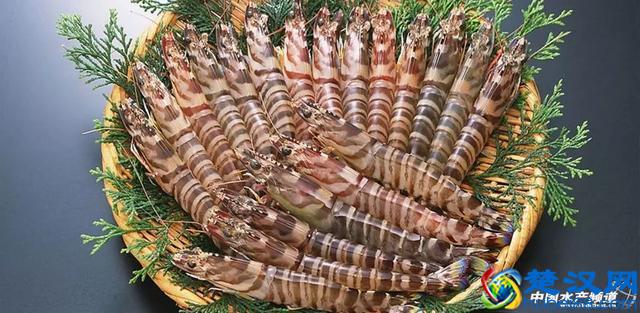 吃了这么多年虾，你能分清品种吗？