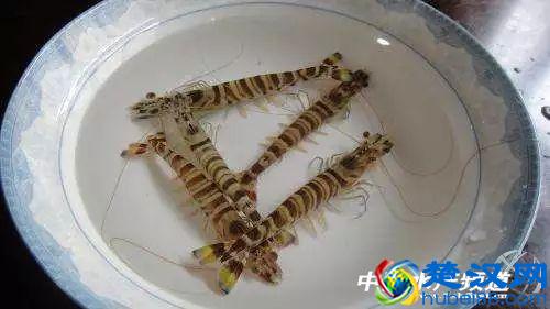 吃了这么多年虾，你能分清品种吗？