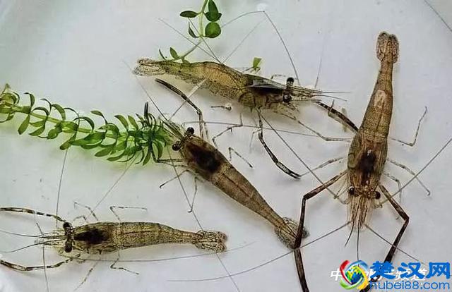 吃了这么多年虾，你能分清品种吗？