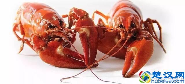 吃了这么多年虾，你能分清品种吗？