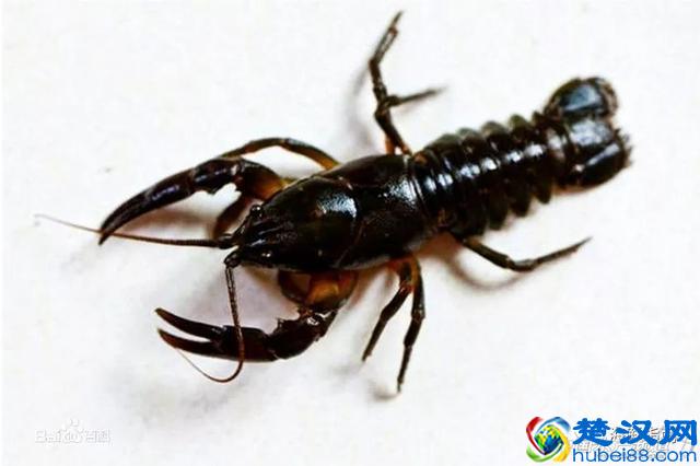 吃了这么多年虾，你能分清品种吗？