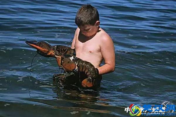 吃了这么多年虾，你能分清品种吗？